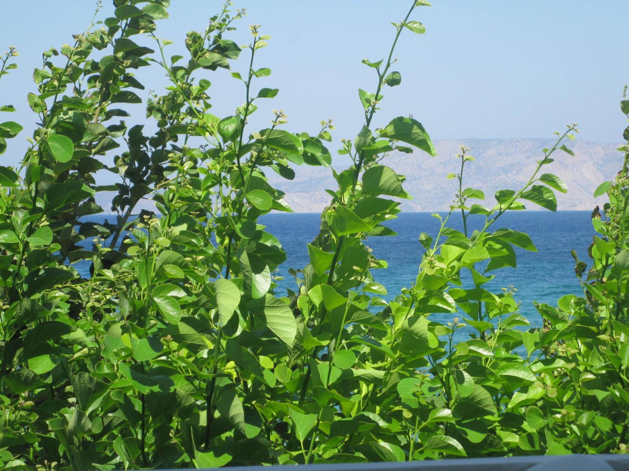 Psathi Beach Exterior photo